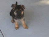 Timelapse : la croissance d'un chiot Berger Allemand en images