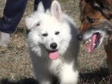 Evolution morphologique d'un chiot Berger Blanc Suisse