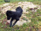 L'évolution d'un Flat Coated Retriever de 8 semaines à 8 mois