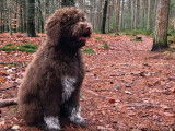 Les 12 premiers mois d'un chiot Barbet