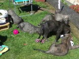 L'évolution de chiots Irish Wolfhound de la naissance à leurs 2 mois