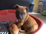 Evolution d'un chiot Staffie pendant un mois