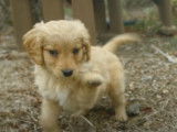 Un chien Golden Retriever Miniature durant ses premiers mois de vie