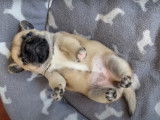 Un chiot Frug et sa mère