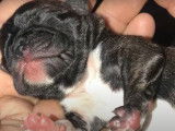 Les premiers jours d'un chiot Bugg