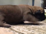 Un jeune chiot Pug Zu réalise ces premiers pas