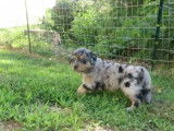 ce-chiot-australian-retriever-marche-pour-la-premiere-fois-dans-l-herbe