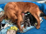 Des chiots Australian Retriever se nourrissent du lait de leur mère