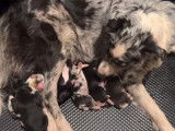 Des chiots Border-Aussie tètent leur mère