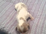 Les premiers pas de ce chiot Cockalier