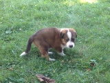 Un chiot English Shepherd