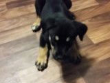 Un Rottsky aboie pour la première fois