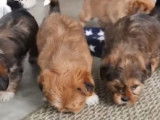 Des petits chiots Shorkie rencontrent leur nouvelle famille