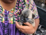 Les premiers moments à l'extérieur de cette petite Pom-a-Pug