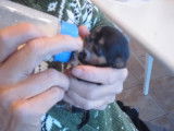Un jeune Chorkie boit au biberon
