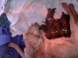 Des chiots Weimapeake avec leur mère