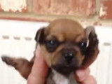 Cette maîtresse tient dans sa main des petits French Bullhuahua