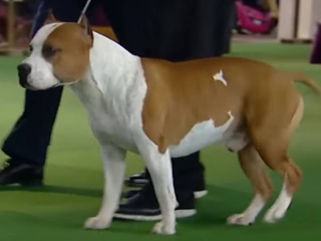 L American Staffordshire Terrier En Concours De Beaute Video