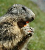 Jack Russell Attaqué Par Des Marmottes
