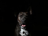 L'histoire de la domestication du chien