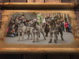 Spectacle de Irish Wolfhound lors de fêtes médiévales