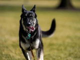 Le chien de Joe Biden, Major, en train de courir