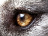 Origines du chien : comment les chiens sont-ils apparus ?