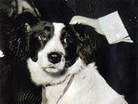 Un portrait de Pickle