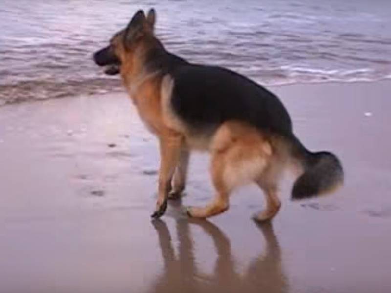 Un Berger Allemand Decouvre Le Plaisir De Jouer Dans Les Vagues Video
