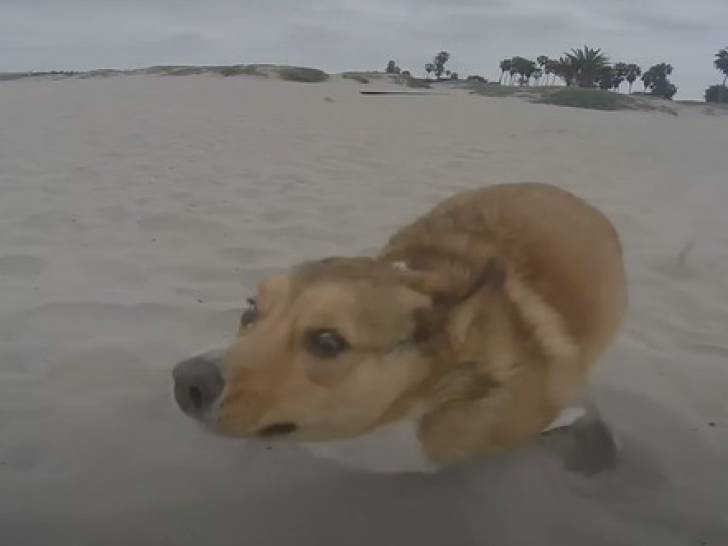 Un chien maladroit qui court sur une plage (vidéo)