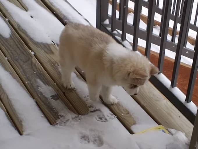 Ce Bebe Husky Decouvre La Neige Video