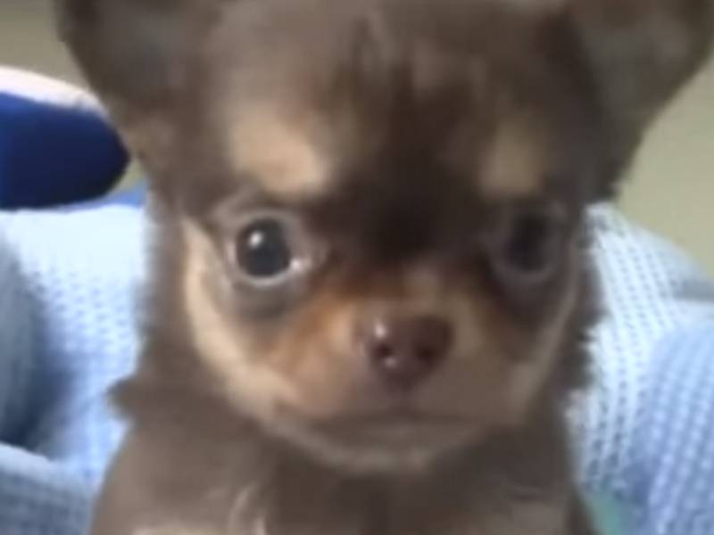 Triste Ce Chihuahua Pleure Toutes Les Larmes De Son Corps Video