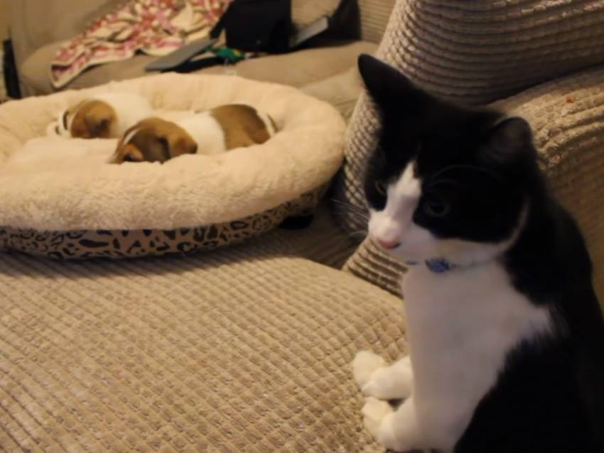 Première Rencontre Entre Un Chat Et Des Chiots Vidéo