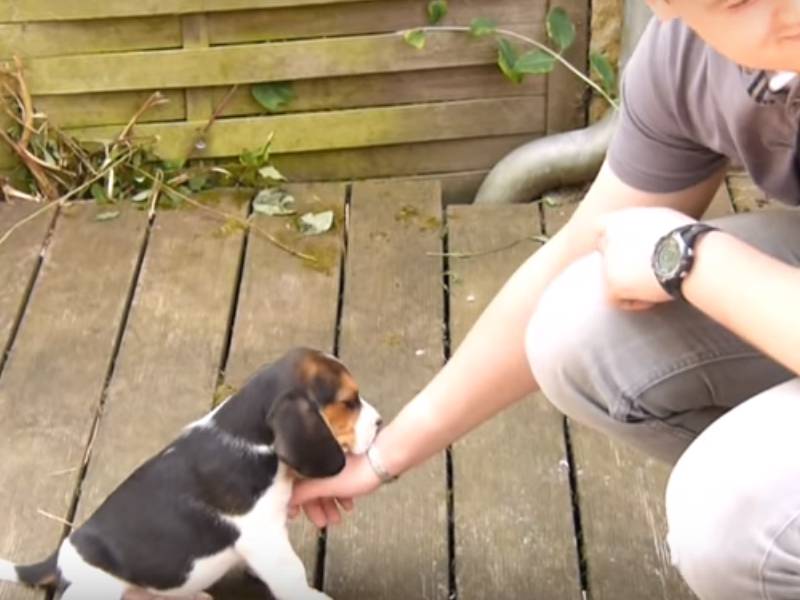 Moka Un Chiot Beagle Découvre Sa Nouvelle Famille Vidéo