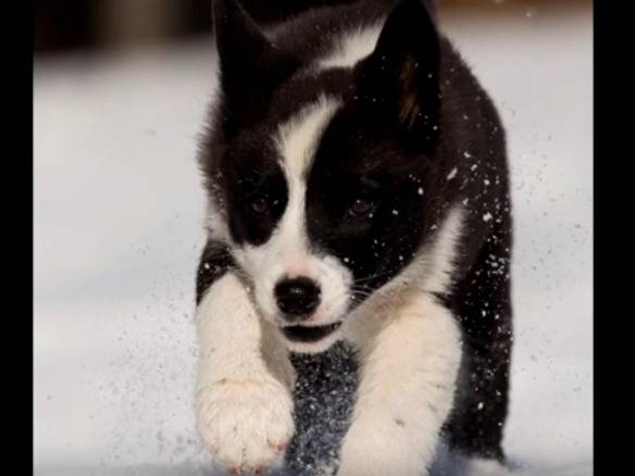 La Croissance D Un Chien D Ours De Carelie Video