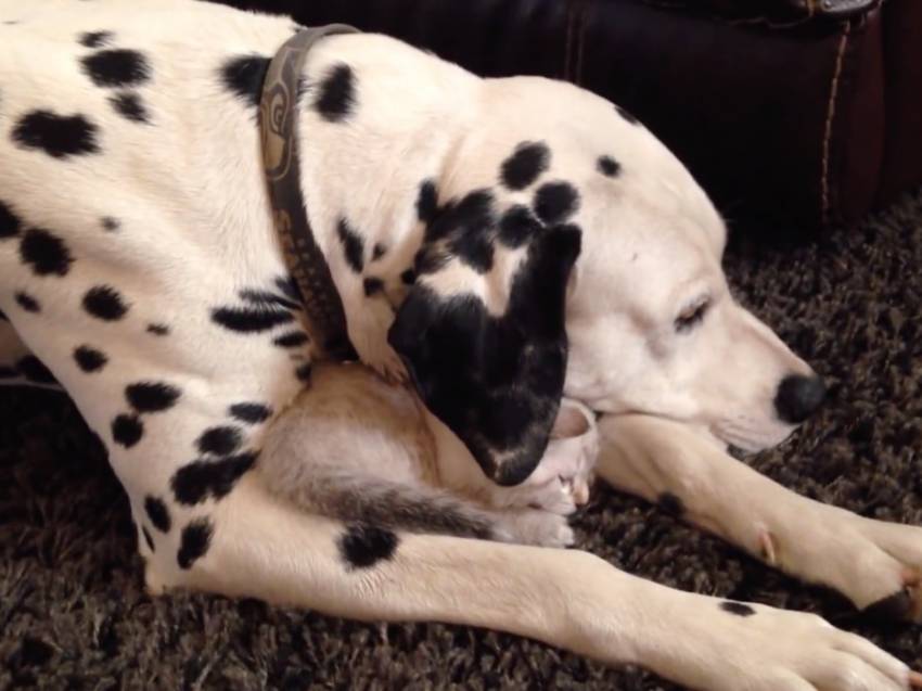Cohabitation D Un Dalmatien Avec Un Chaton Video