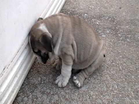 Cet Adorable Chiot Bulldog Anglais Tombe De Sommeil Video