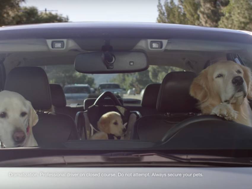 Une famille de chien en voiture (vidéo)