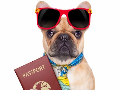 Image amusante d'un chien qui part en vacances avec son passeport