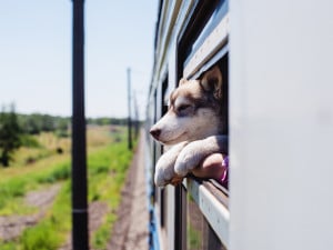 Voyager Avec Son Chien Dans Lunion Européenne