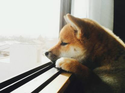 Un Shiba Inu regarde tristement par une fenêtre