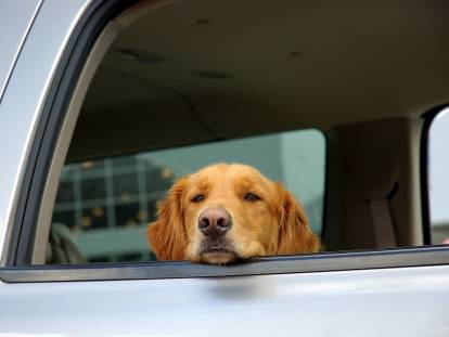 Un chien malade en voiture passe la tête par la fenêtre