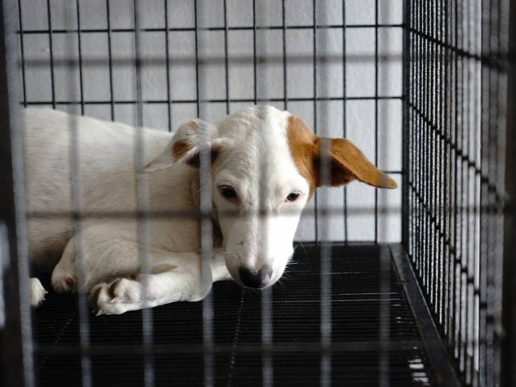Chien de refuge = chien à problème
