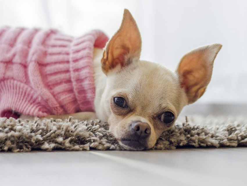 Le chien parfait et idéal : Un chien silencieux