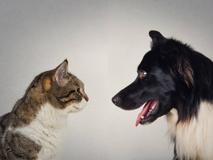 Chien Ou Chat Qui Est Le Plus Intelligent