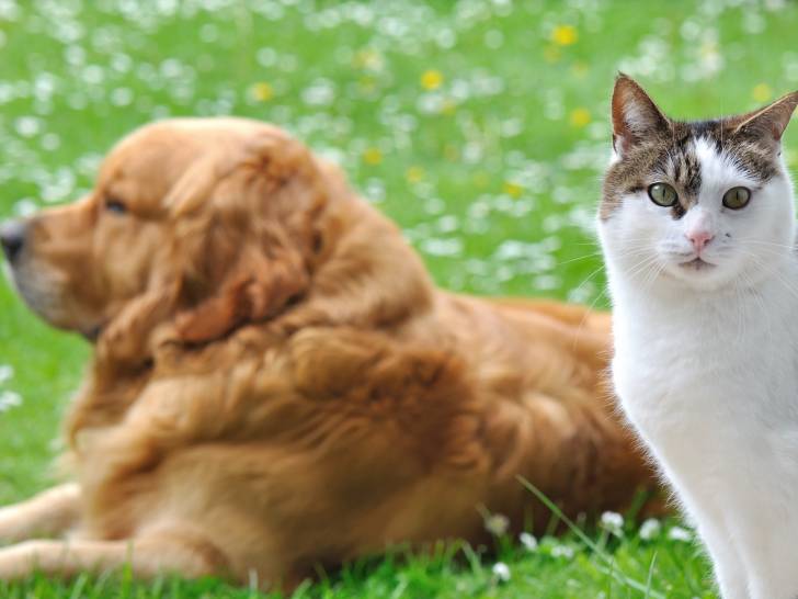 Animaux De Compagnie Le Chat Détrône Le Chien Comme