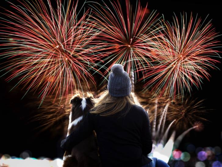 Comment un chien voit les couleurs et le monde (en images)