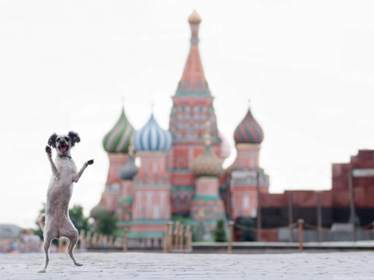 La Russie : combien de chiens, et quel nombre par habitant ?