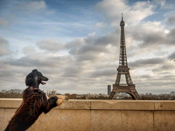 La France : combien de chiens, et quel nombre par habitant ?