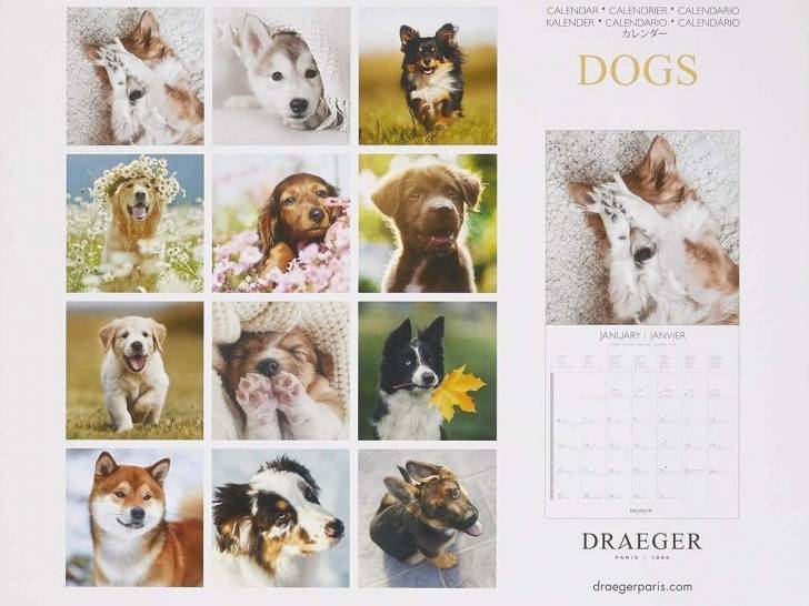 Offrir Un calendrier avec des chiens en cadeau